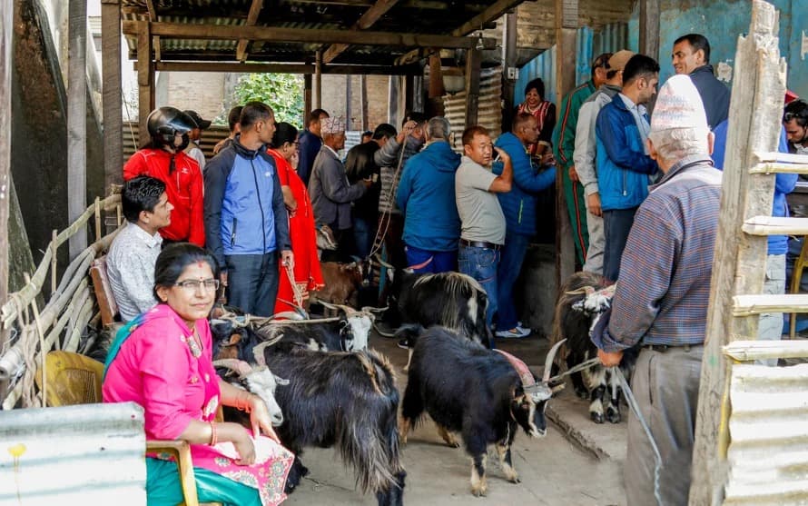 दसैंका लागि ३ हजार खसी बोका ल्याइने, घटस्थापनादेखि विक्री