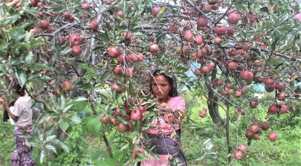 जुम्ली किसानलाई स्याउ टिप्न चटारो