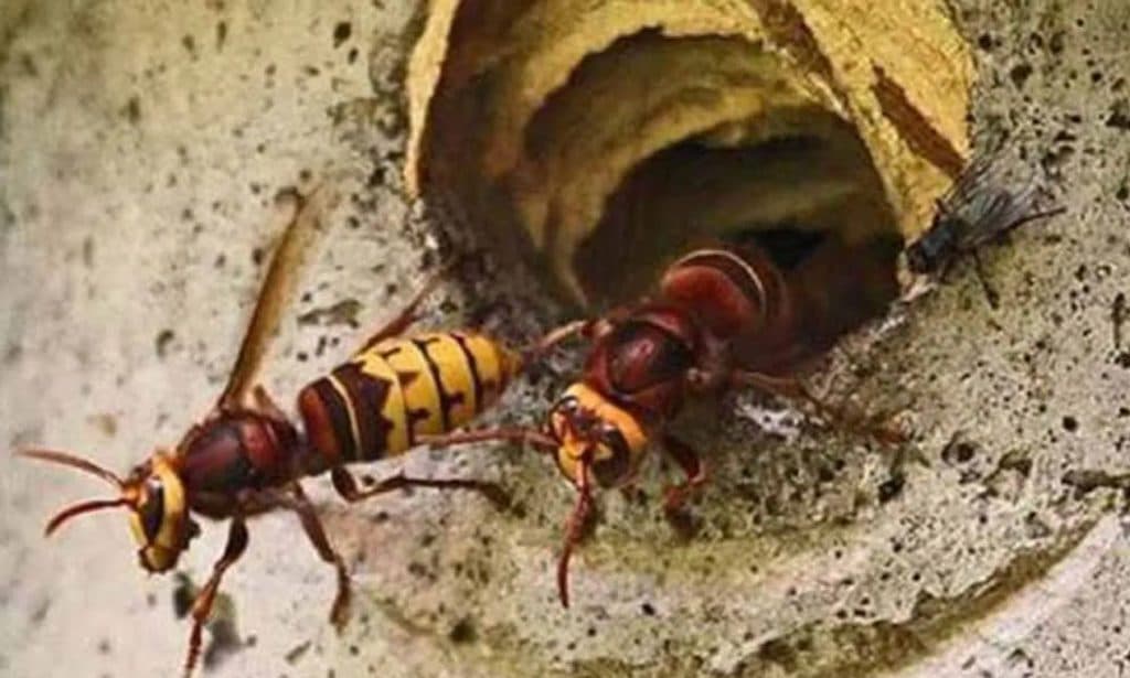 अरिङ्गालको टोकाइबाट एकको मृत्यु, दुई घाइते