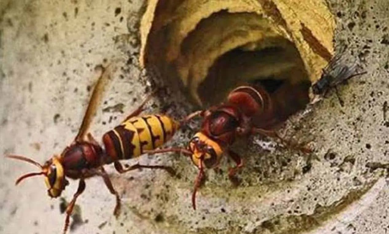 अरिङ्गालको टोकाइबाट एकको मृत्यु, दुई घाइते