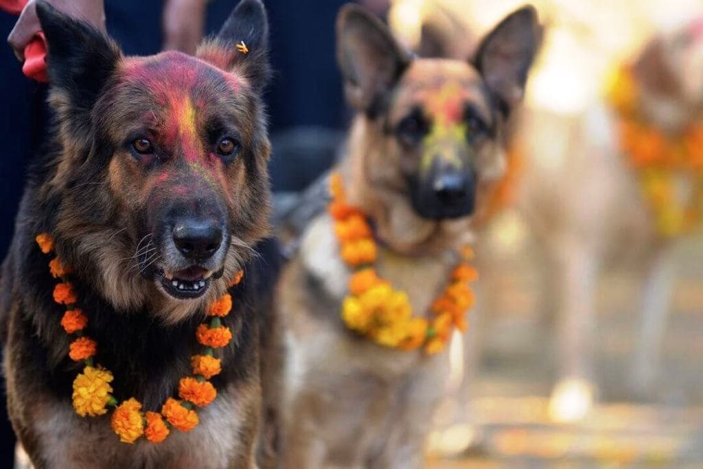 आज नरक चतुर्दशी, कुकुर तिहार मनाइँदै