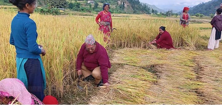 कृषकलाई बाली भित्र्याउने चटारो, उम्मेदवार भोट माग्दै खेतबारीमा