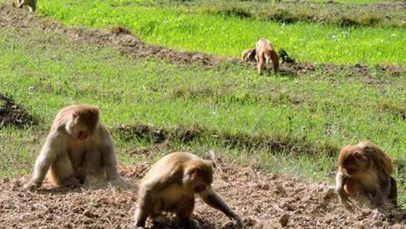 बाँदरले दुःख दिन थालेपछि कागती र किवी खेती सुरु