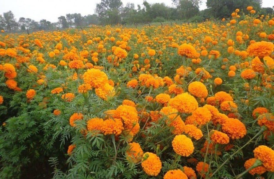 तिहारमा एउटै किसानले बेचे सात लाखको सयपत्री