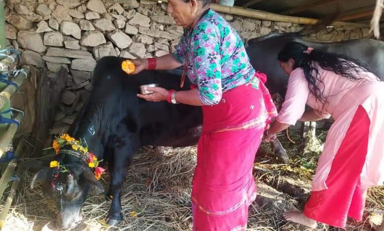 तिहारको चौथो दिन आज गोवर्द्धन, बलि, गोरु र कृषकको पूजाआजा गरी मनाईंदै