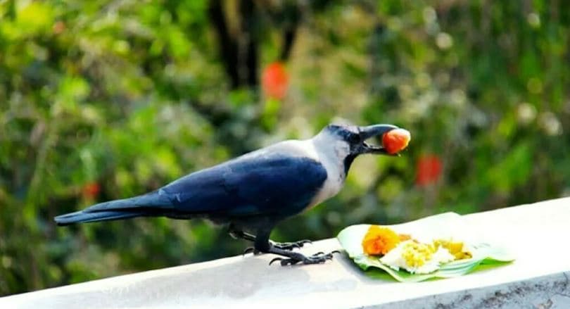 यमपञ्चकको दोस्रो दिन आज काग तिहार मनाईँदै, धनवन्तरि जयन्ती पनि आजै