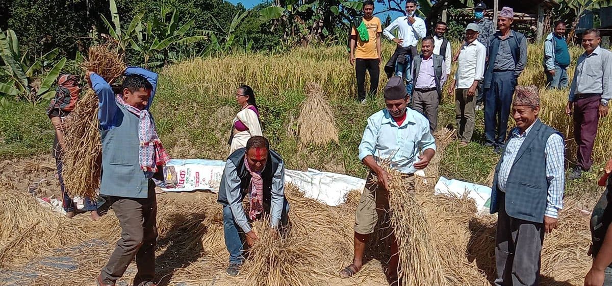 उम्मेदवारलाई भोट माग्न हतारो, किसानलाई बाली स्याहार्ने चटारो