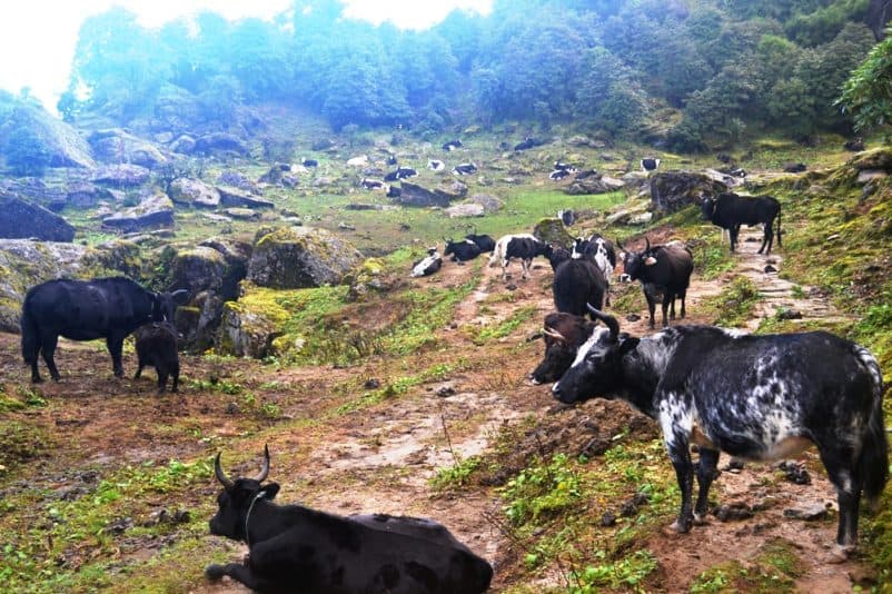 जीवन धान्न नौ महिना चौंरी खर्कको बास