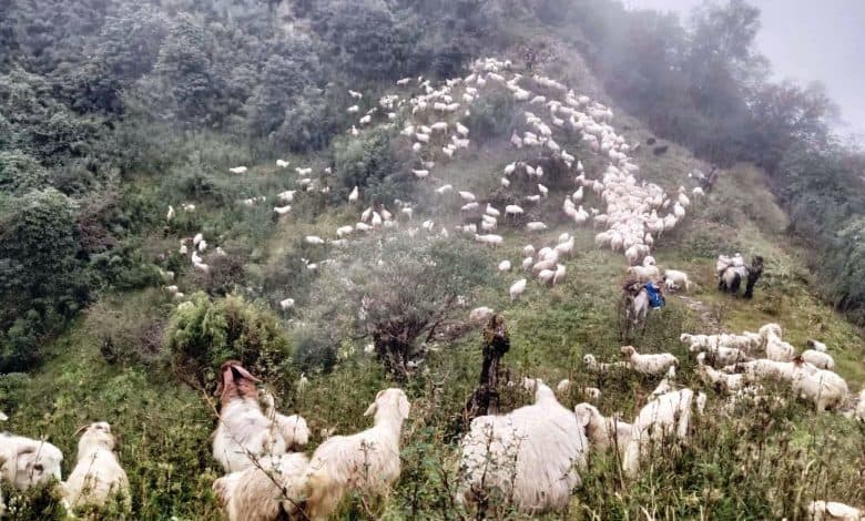 चिसो बढेपछि भेडागोठाला बेँसी झर्न थाले